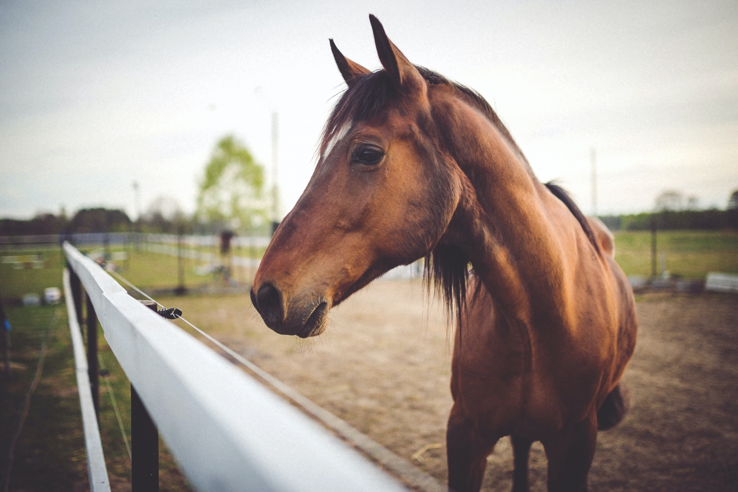 Écuries et  centres équestres: que faire à la suite du communiqué de presse autorisant sous conditions les propriétaires des équidés à venir s'occuper de leurs chevaux?
