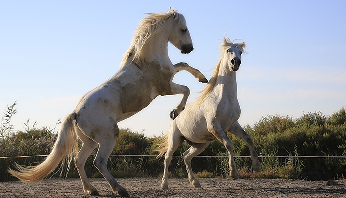 Le plan ambition cheval reçu positivement par la filière dans la Loire