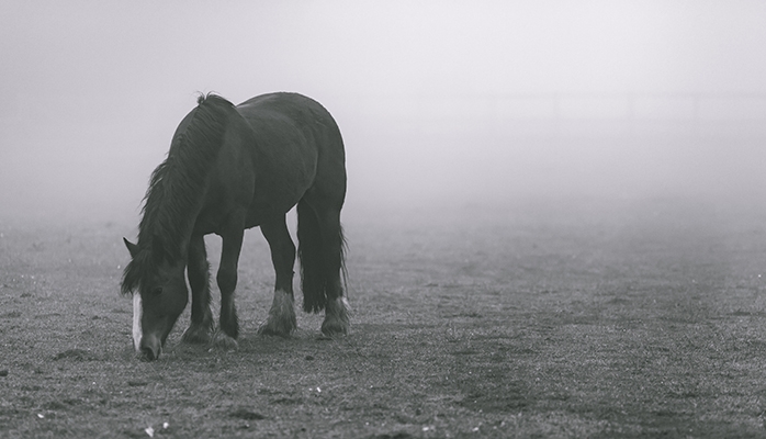 Double condamnation dans l’affaire des chevaux de Flamisoul