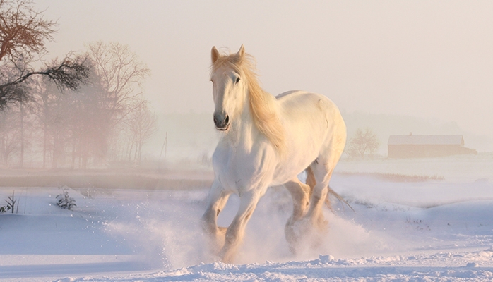 Les associations déplorent l'augmentation des actes de maltraitance sur les chevaux et réclament un permis de détention