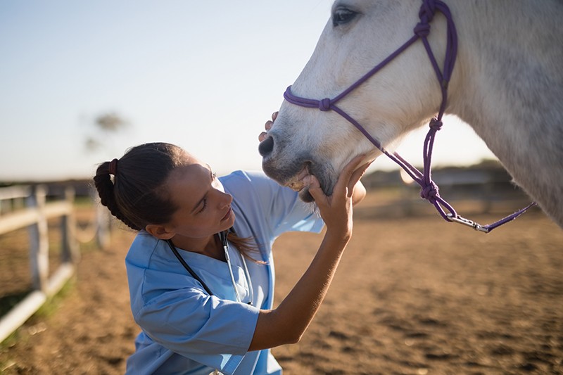 ACHETER-VENDRE UN CHEVAL - L’UTILITE D’UN CONTRAT